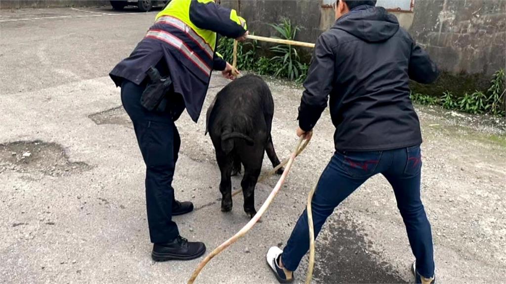 碰碰碰嚇壞老闆!倉儲清晨傳巨響 闖空門竟是200斤大黑豬
