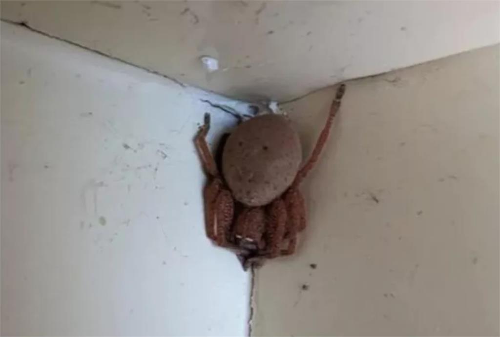 澳洲家中「巨型蜘蛛孕媽」抱大肚牆上休息！「尺寸超越足球」專家一看嗨喊：是益蟲