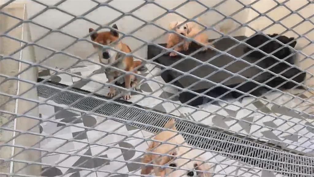 苗栗犬舍9成犬遭割聲帶案 米可白喊話鍾東錦:等待當初的保證