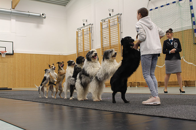 注意！一聲令下14狗排排站大跳「康加舞」　超強德國男破世界紀錄