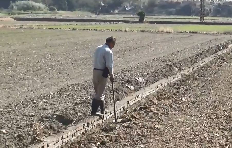 過年大紅包!稻米、雞肉等農產品進口關稅「不調降」 農民:可以過好年