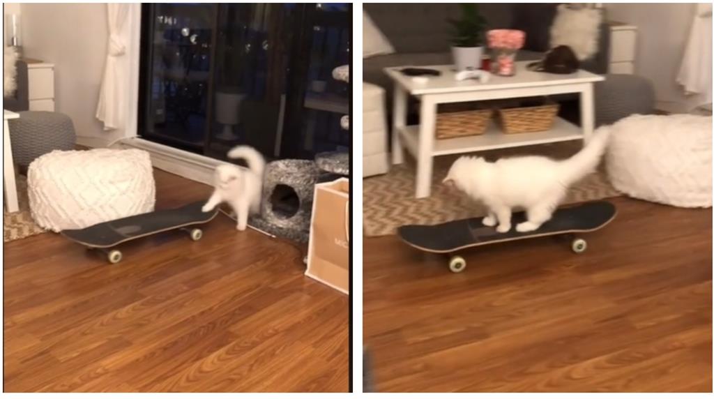 白貓第1次上滑板霸氣穿越客廳　8秒影片曝780萬人全呆：成精了