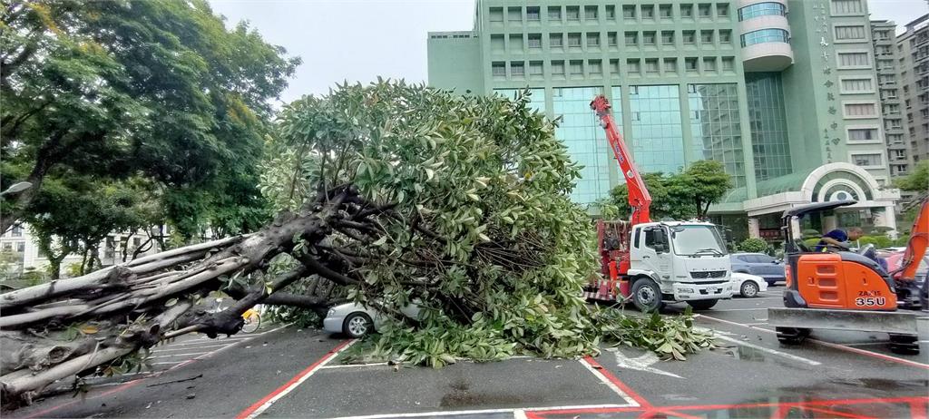 快新聞／高雄長青中心橡膠樹喬木突倒塌！　3車驚險遭砸畫面曝
