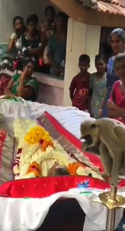 「吱」死不渝的愛!靈猴闖告別式「狂搖親吻遺體」心碎滿地:求你醒醒