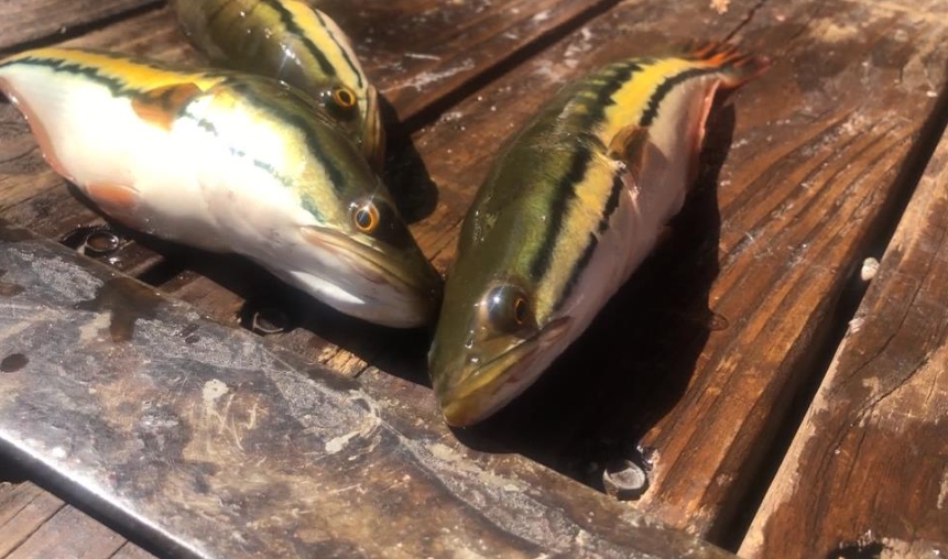 激戰日月潭凶猛惡霸!6條胖魚虎成功落網「最大尾20斤」