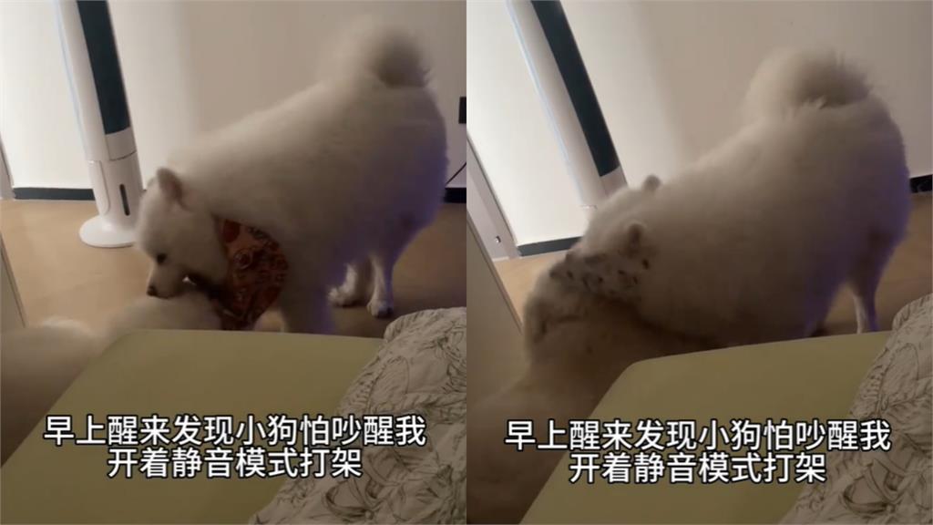 薩摩耶兄妹床邊吵架開「靜音模式」好貼心！飼主起床笑喊：媽媽很欣慰