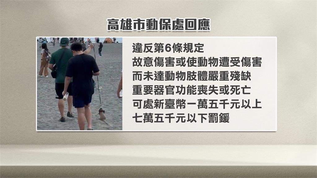 高雄旗津風箏節驚見虐待動物？　男飼主拉高牽繩讓狐獴懸勒空中