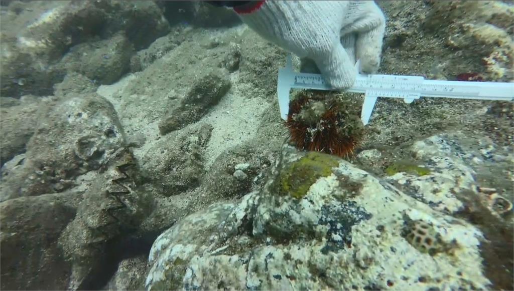 澎湖馬糞海膽開採期未到 金嶼無人島驚現非法獵捕屠宰場