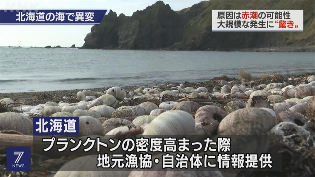 北海道赤潮危機　鮭魚海膽死亡損失逾10億日圓
