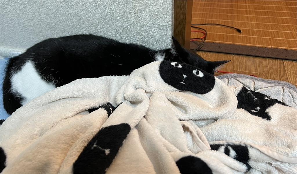 無違和！黑白貓咪蓋毛毯「巧妙換臉」網笑翻：可以上課偷睡覺