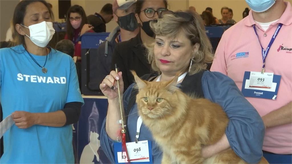 貓咪也要打扮！234隻喵星人齊聚巴西選美　爭奪「拉丁美洲最佳貓冠軍」