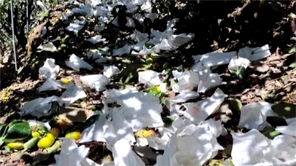 南投馬烈霸部落台灣獼猴肆虐　柿子園遭破壞損失近百萬