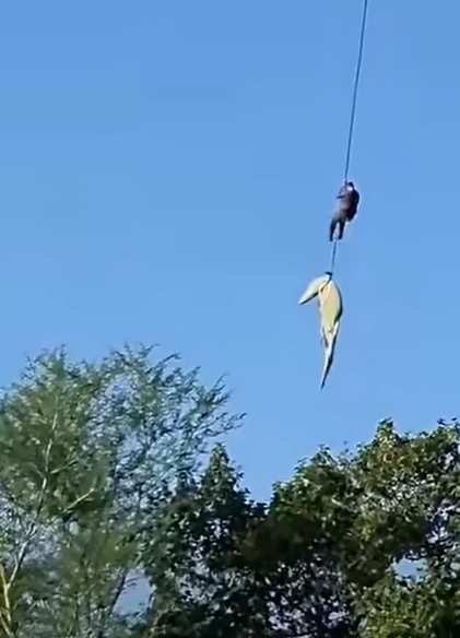 鱷魚