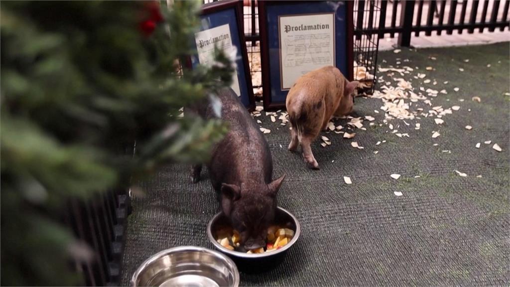 不用被吃掉！小豬「泰勒絲」獲赦免　免成耶誕烤乳豬大餐