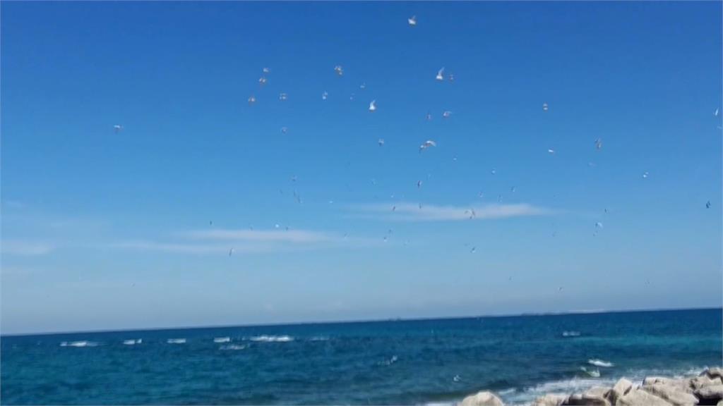 澎湖推海鷗季!無人島跳島旅行 滿滿海鷗伴飛超震撼