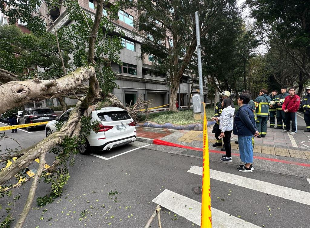快新聞／嚇！北市仁愛路四段「大榕樹突倒塌」　BMW遭砸畫面曝光