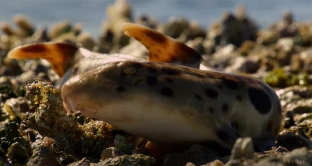 「會走路的鯊魚」慢吞吞移動畫面曝　生物學家驚：不可思議！