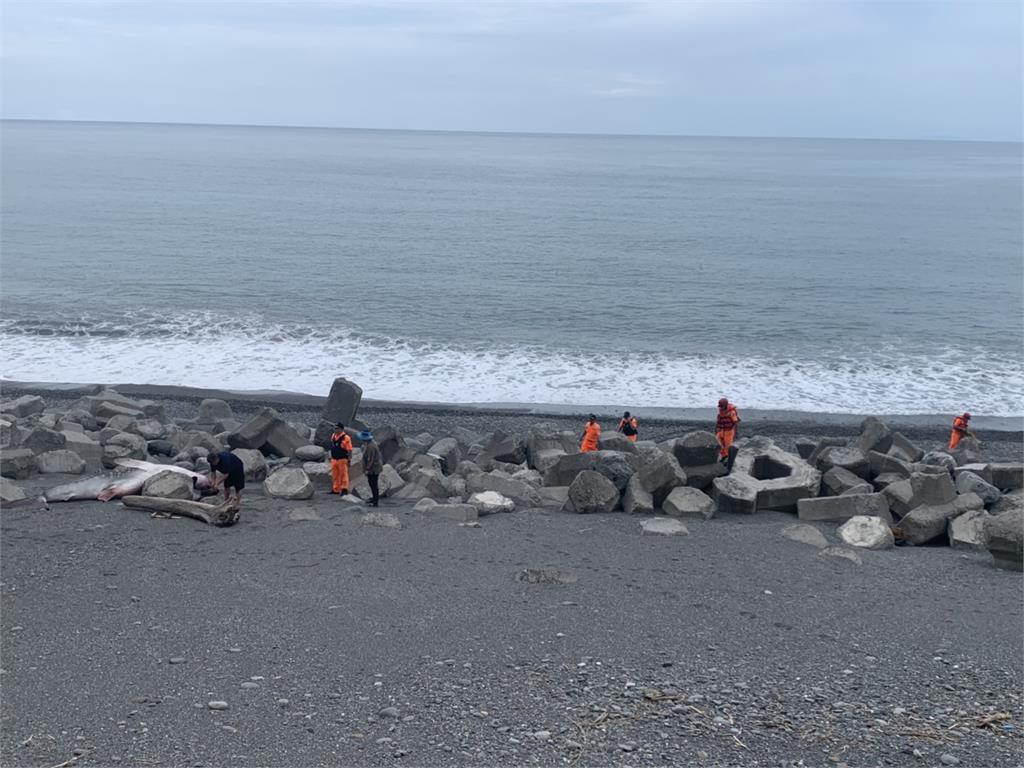 快新聞/5公尺鯨鯊擱淺東海岸死亡 吊掛送台南成大研究
