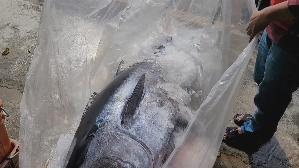 過年前「金」喜! 110斤黃鰭鮪魚「自投羅網」
