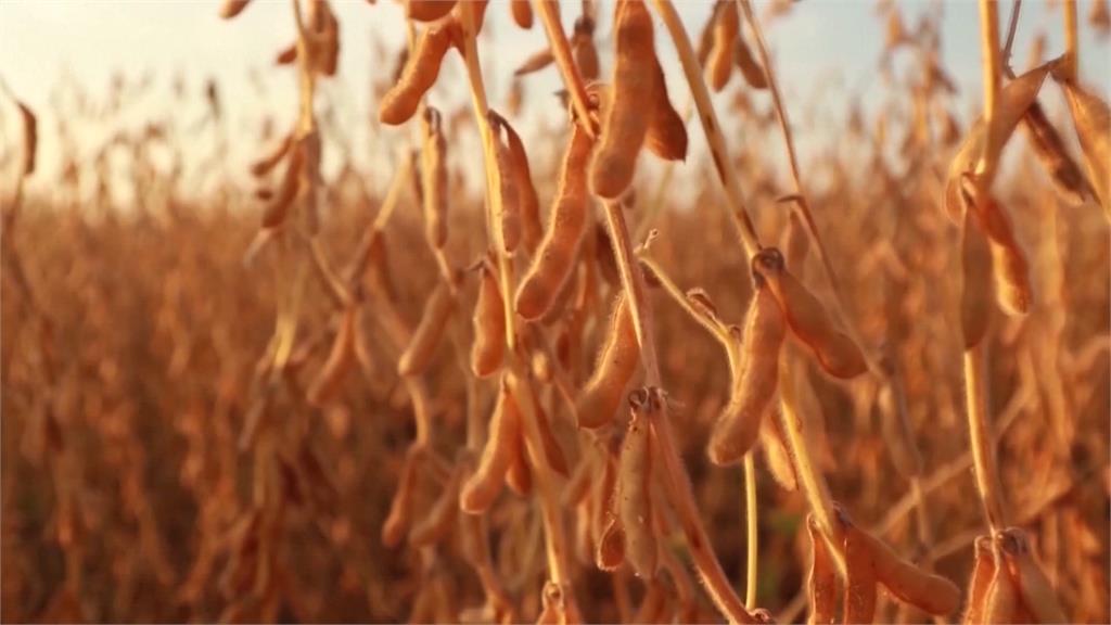 中國對美買大豆停滯 被批說一套做一套 貝森特:中國不可靠