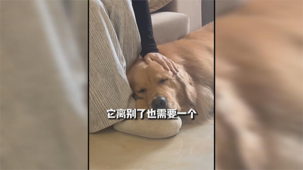 零食到僕從全都有 中國興起「燒寵物冥幣」祭祀毛小孩