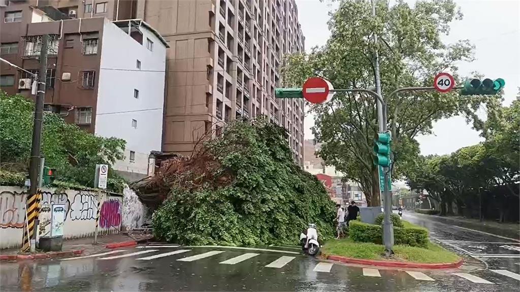 快新聞/凱米風太強!台北、台中、宜蘭「樹被吹垮」 驚悚畫面曝光