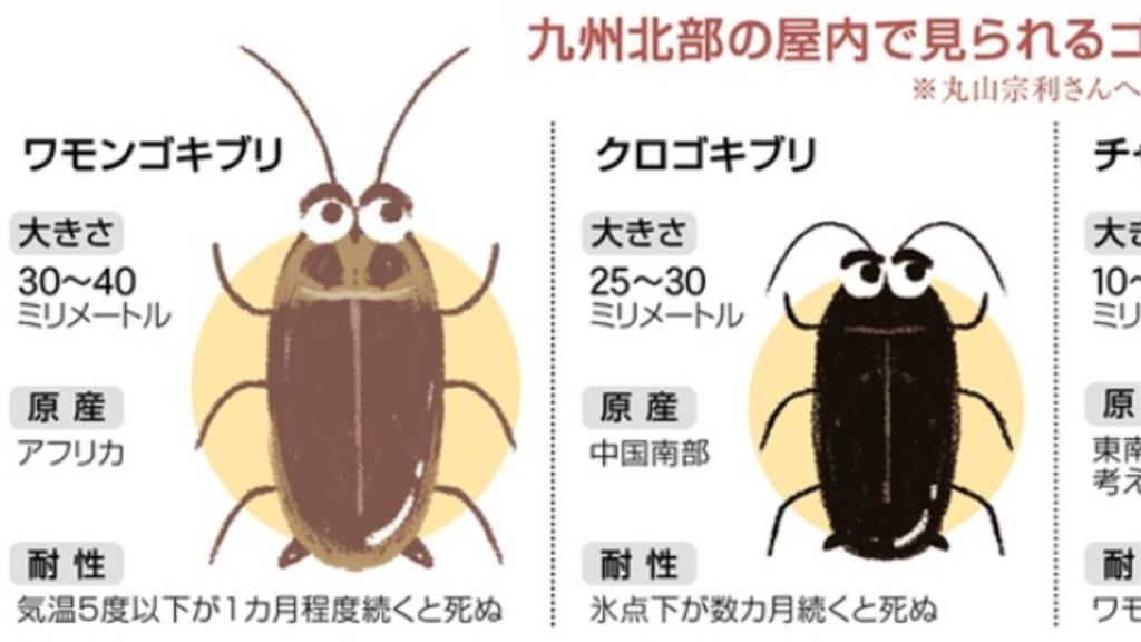 巨蟑侵入日本福岡嚇壞居民!道路「人孔蓋瘋狂竄出」背後1原因遭曝光