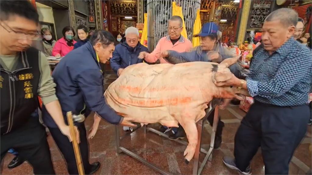 苗栗飛天神豬! 天雲廟吊掛上百公斤豬祭祀