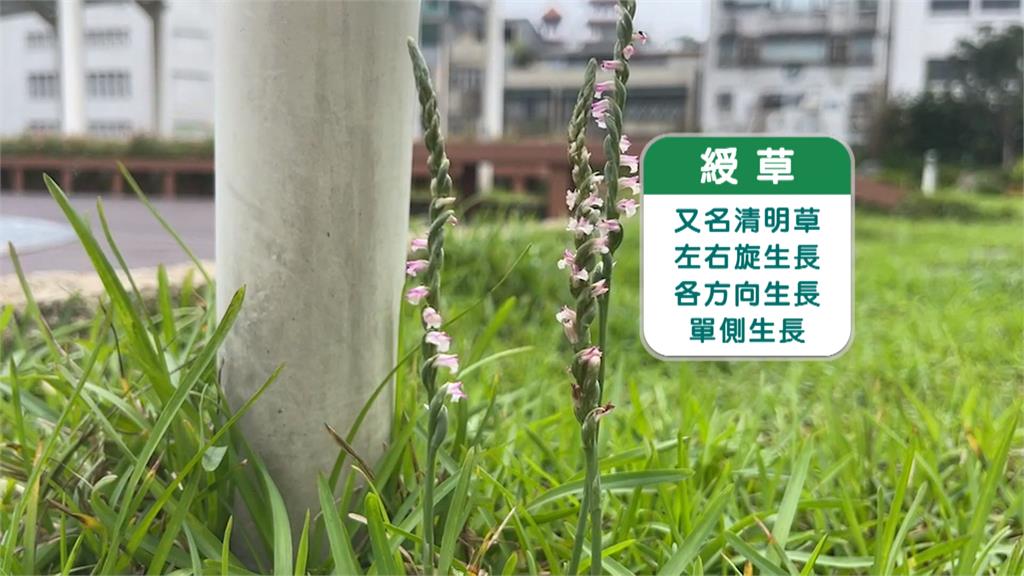 基隆港旁空中花園「清明草」盛開　港務局不壞賞花興致除草喊卡