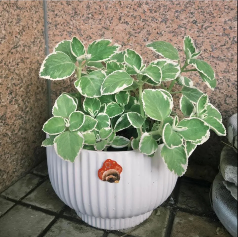 「左手香盆栽」埋葬愛犬骨灰　放大樓外牆下被偷走