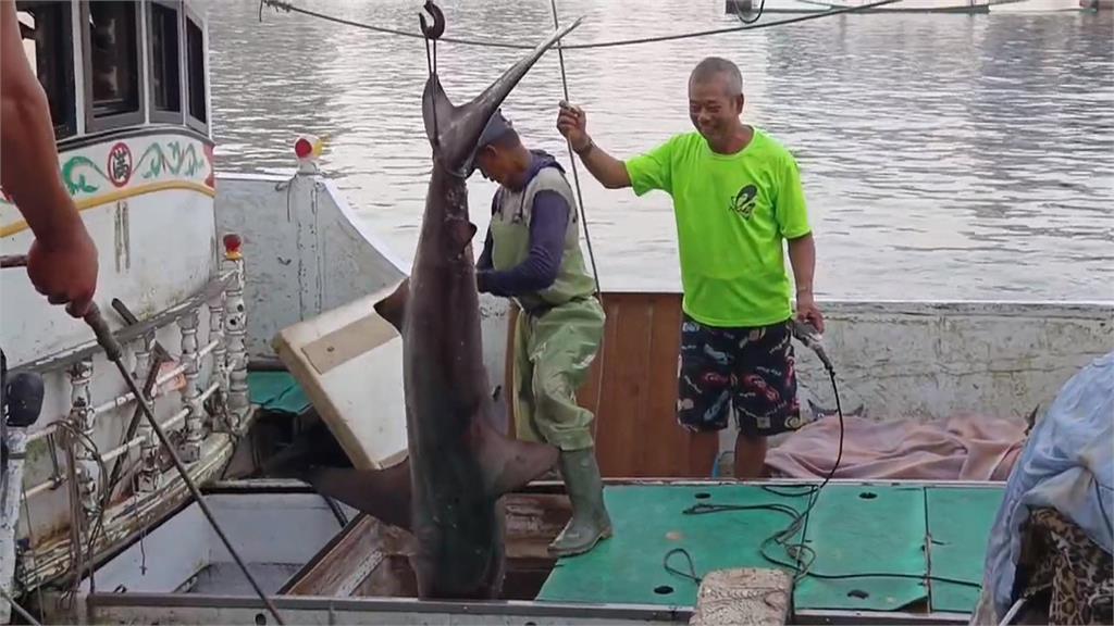 20隻「黑邊鰭真鯊」總重2千公斤　漁民大進帳笑開懷
