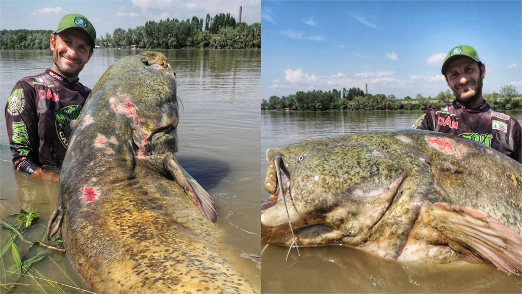 義大利波河水怪現形！釣客釣桿一拉捕獲「3公尺巨型鯰魚」破世界紀錄