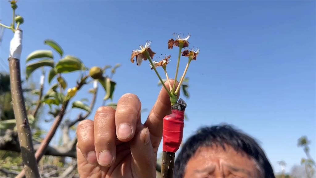 寒害急凍！台中梨穗嫁接4次、災損破3成　楊瓊瓔爭取天然災害補助