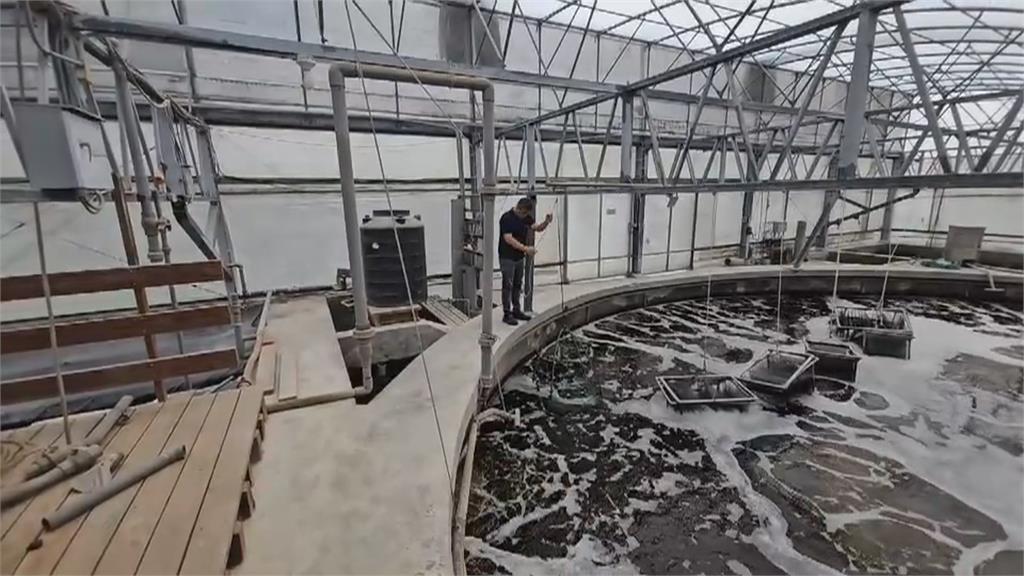 靠室內循環水系統養殖斑節蝦 台灣第一人!徐嘉隆:目標重振台灣斑節蝦產業