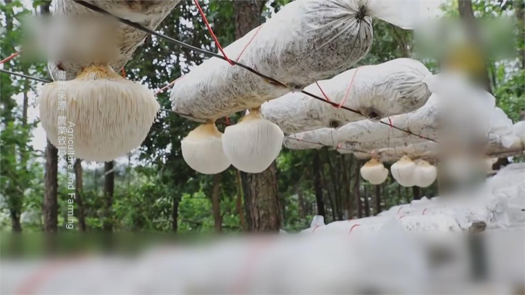 中國猴頭菇農藥超標　食藥署下令禁止輸台1個月