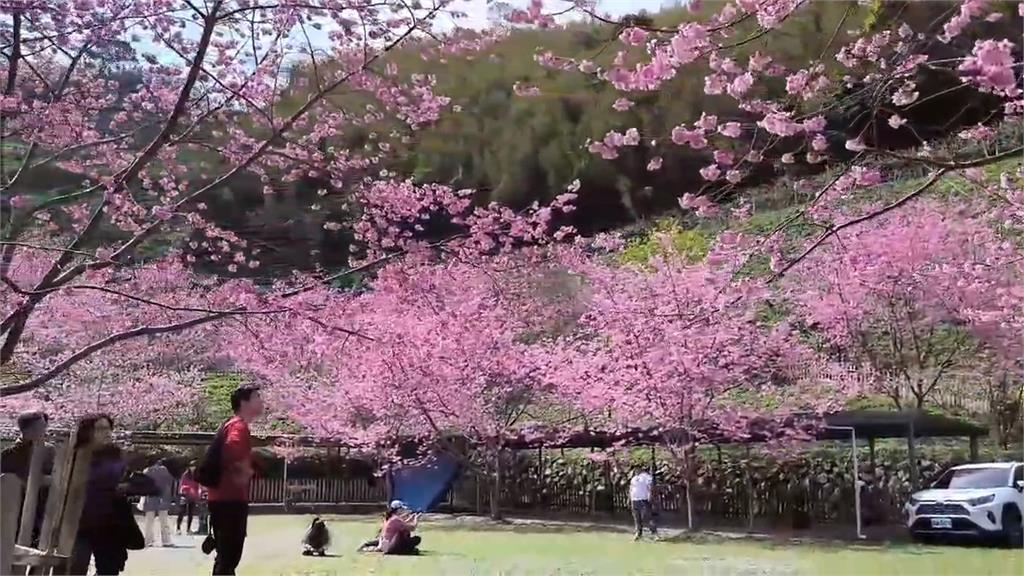 邊露營還能邊賞櫻！　新竹尖石櫻花開滿如仙境
