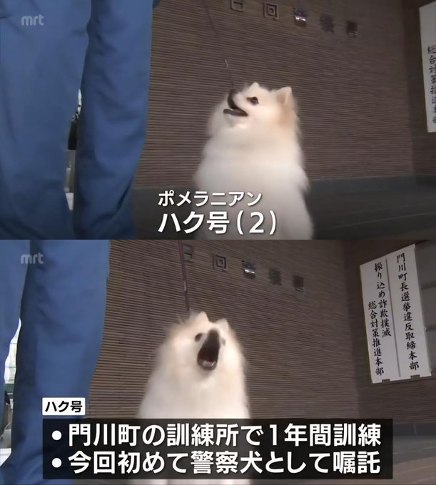 日本「博美警犬出道」不只是吉祥物!超強身手萌翻千萬網友