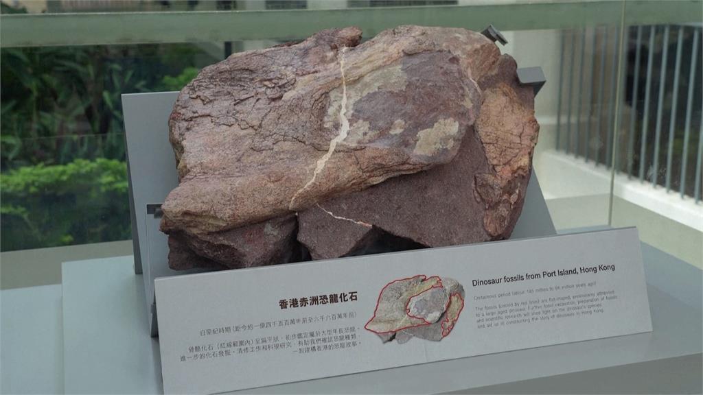 香港首次發現！　赤洲出土恐龍化石吸引民眾圍觀