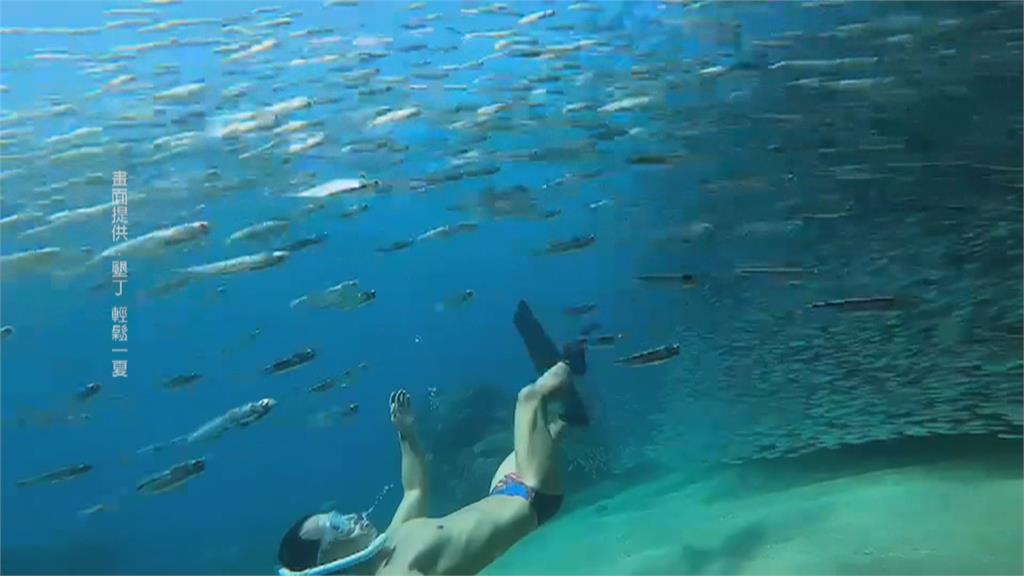 不用出國！　墾丁壯觀「沙丁魚風暴」　潛水客近距離接觸絕美景象