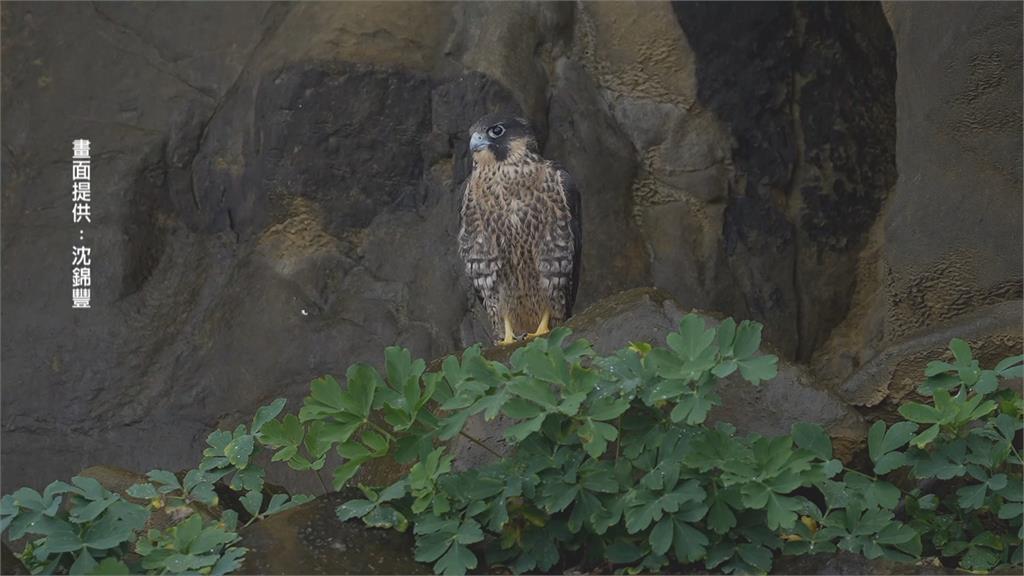 酋長岩遊隼幼鳥從岩壁掉落 遊隼爸媽餵食