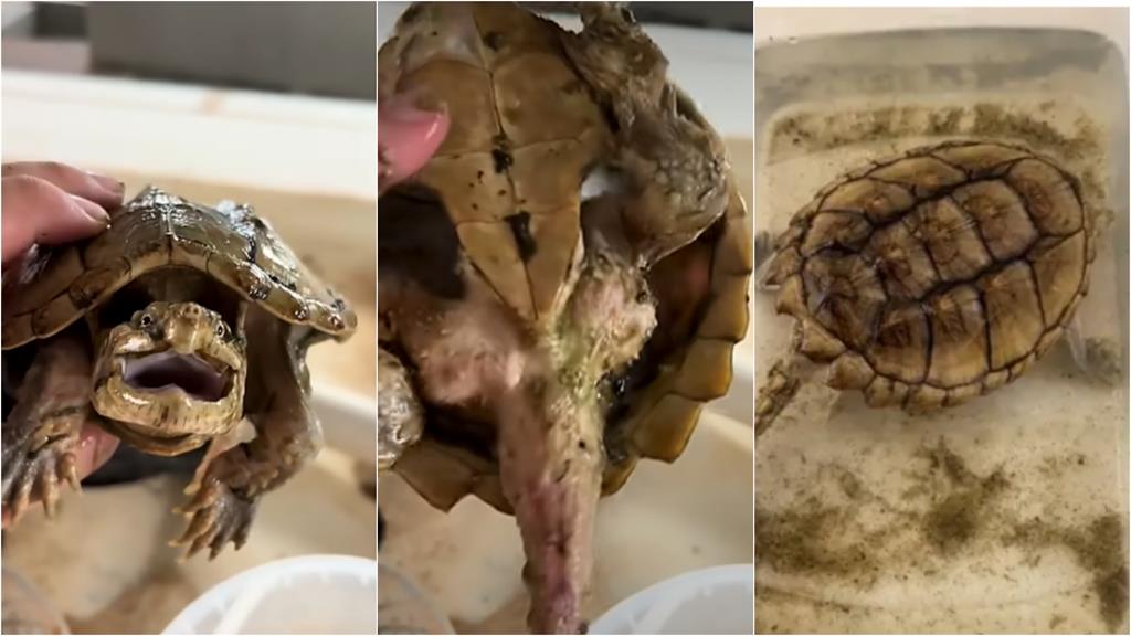 主人超ㄎ一ㄤ「龜龜餓1年」還活著！肉身抽真空「消風變骷髏」現況曝