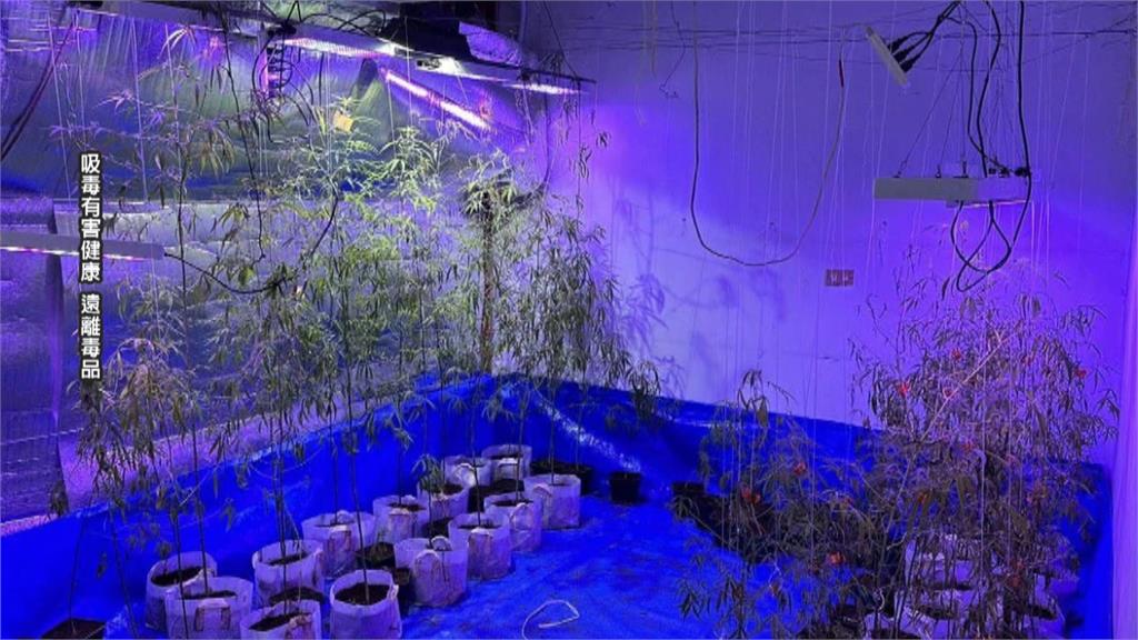 男子遭債主誘騙種大麻還債　警查獲大麻活株、涉案三嫌裁定收押