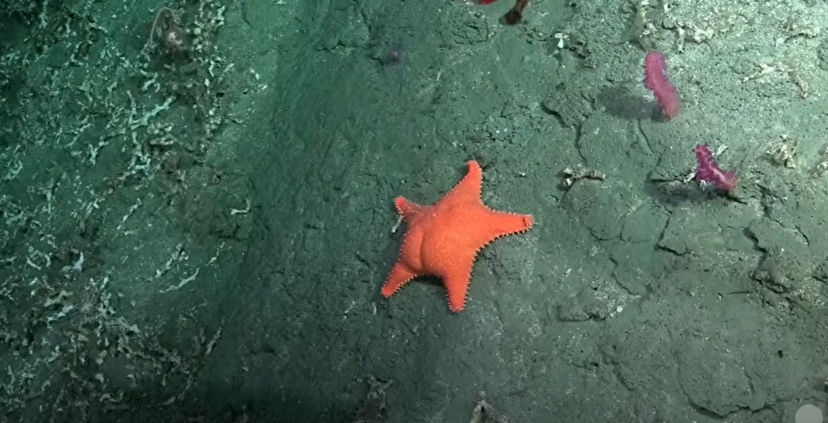 海綿寶寶「派大星」是你？深海直播驚見「裸體翹臀海星」百萬網友朝聖