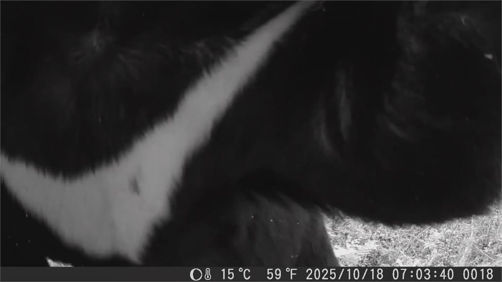 嘉義阿里山驚傳台灣黑熊出沒 好奇「拍打鏡頭」畫面曝光