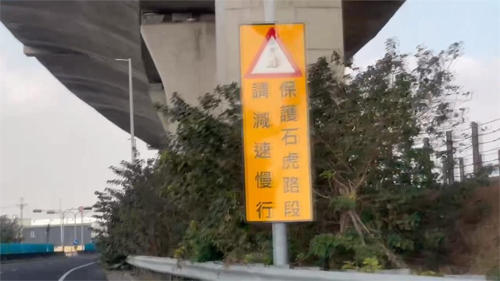 今年首起！彰化和美石虎遭路殺　初判為覓食遭撞亡