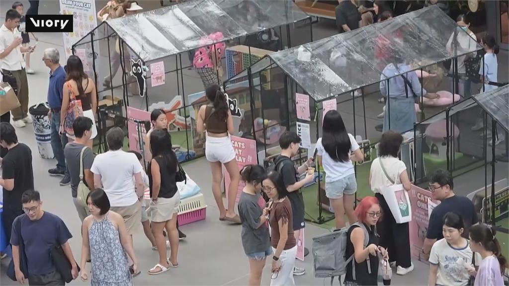 新加坡首座貓咪公園! 供愛貓人士、寵物安心玩耍