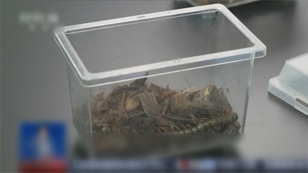 上海浦東機場截獲活體動物 驚見世界最毒蛙類