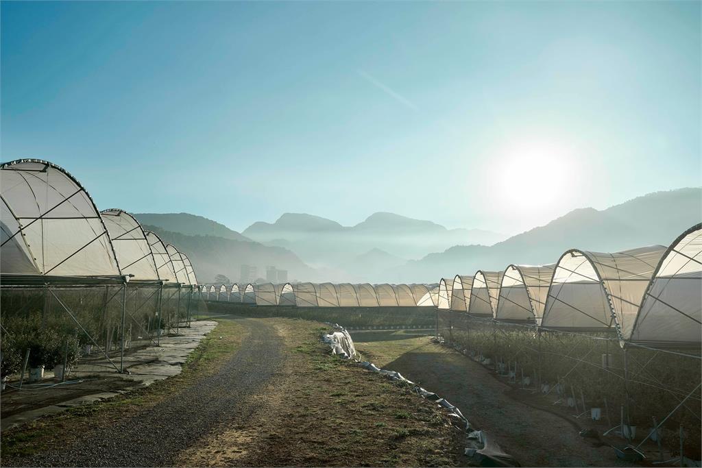 昨天還在樹上的藍莓！2026山丘藍產季開始！來自阿里山的現摘藍莓 每日產地直送