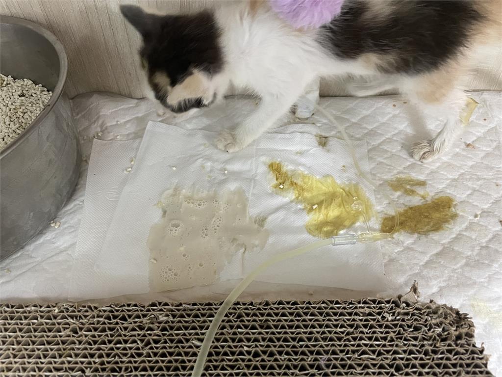 快新聞/毛孩爸媽快看!寵物嚴重過敏恐致命 照顧方法新北動保處全說了