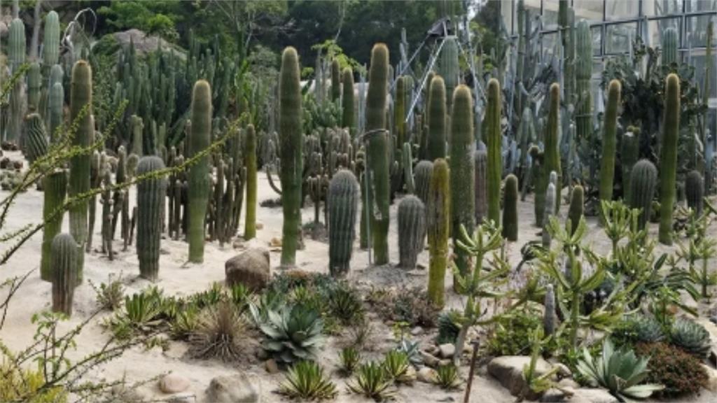 植物園多肉區驚見「金屬翹臀」？網一看笑翻：無情工商多肉植物